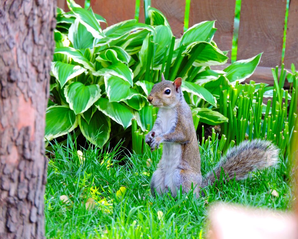 Brown sciuridae wildlife
