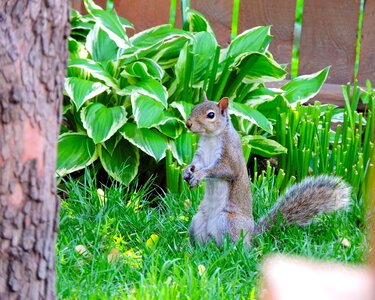 Brown sciuridae wildlife