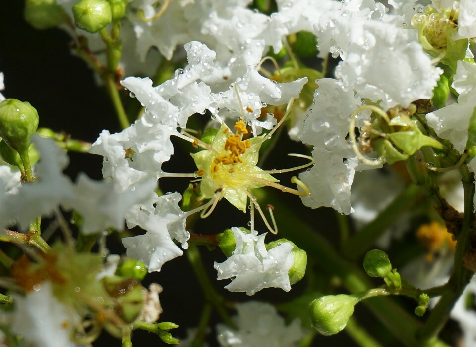 Blossom bloom plant