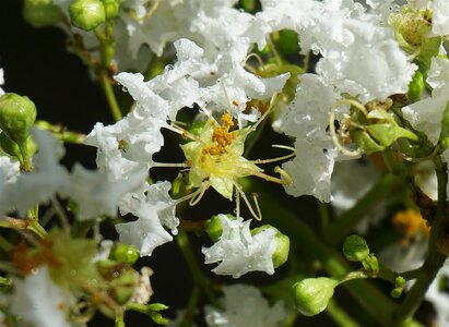 Blossom bloom plant