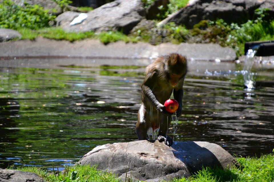 Apple breakfast water
