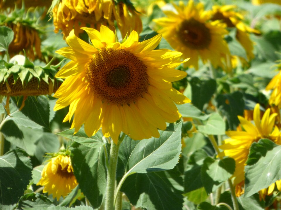 Nature sun provence
