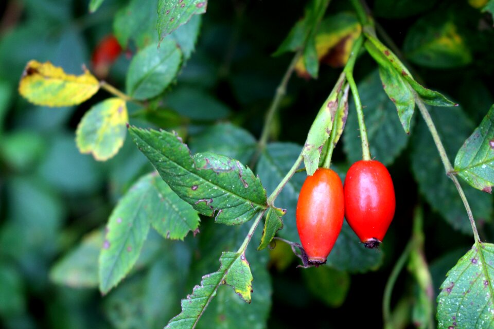 Fruit red wild rose