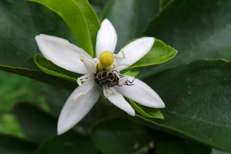 Insect flower orange tree