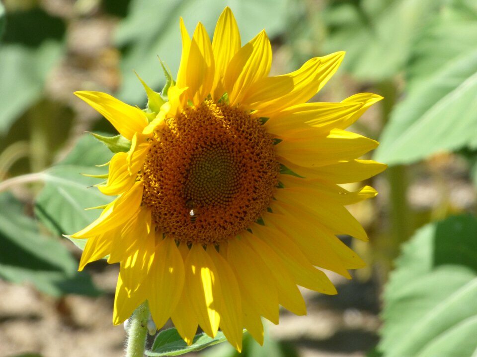 Yellow nature provence