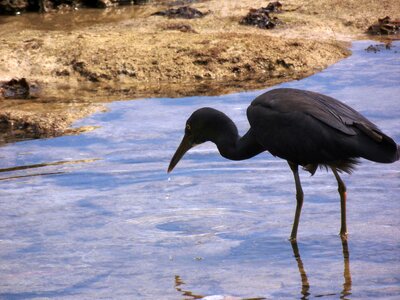 Black thailand nature