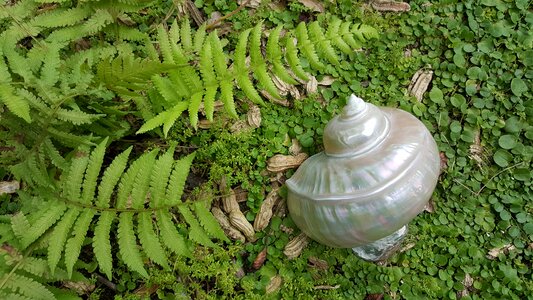 Nautilus green fern mother of pearl