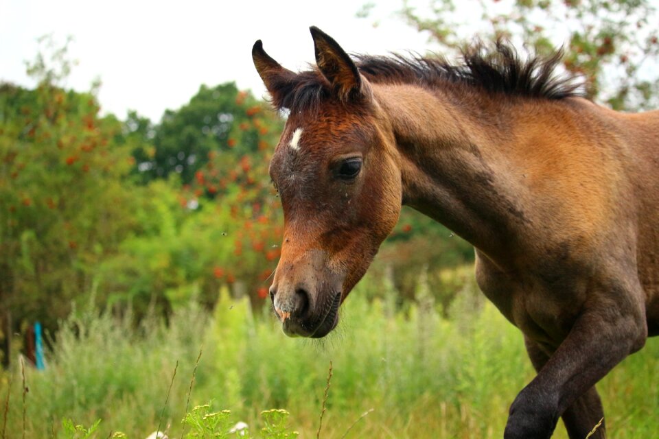 Brown mold meadow horse head