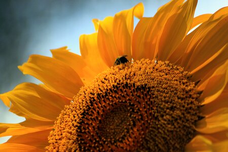 Sunshine colorful petals