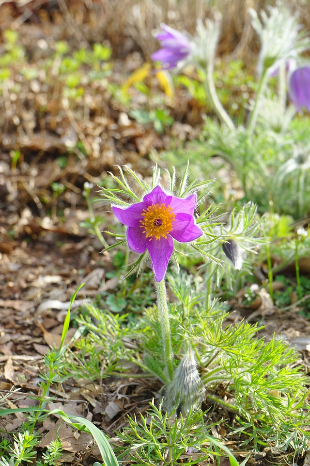 Stalk leaves pulsatilla vulgaris