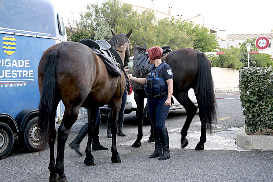 Horses mane local police