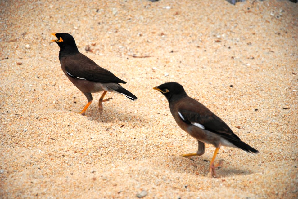 Black thailand nature