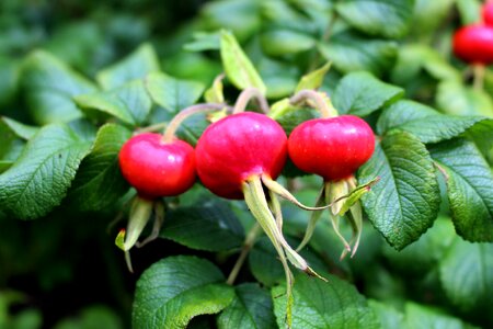 Plant nature bush