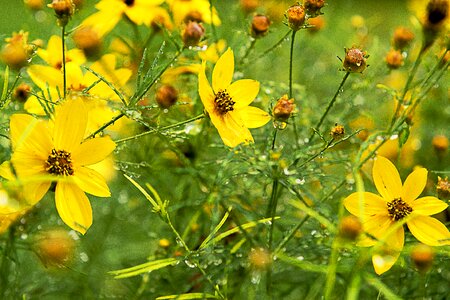 Plants yellow flowers green