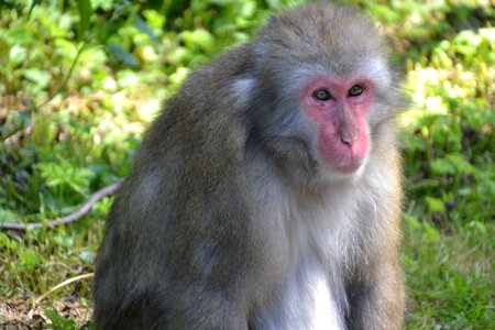 Thoughtful animal sad photo