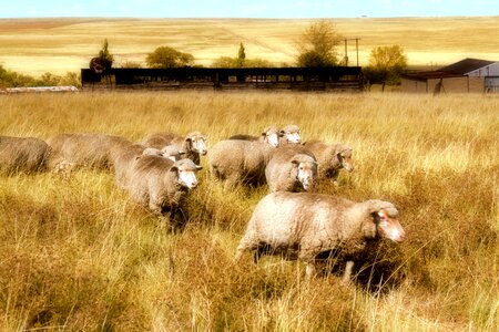 Sheep grass