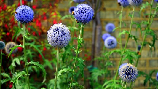 Nature summer bloom