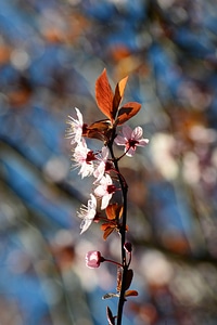 Blossom pink rosaceae