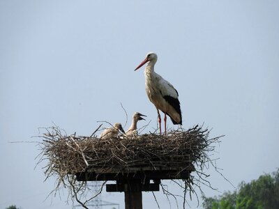 Animals birds family