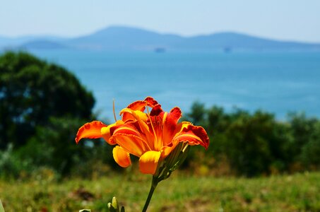 Burgas sarafovo flower