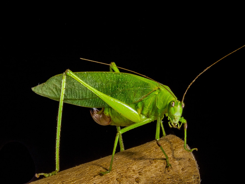 Insect close up green photo