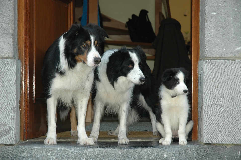 Border collie dog puppy