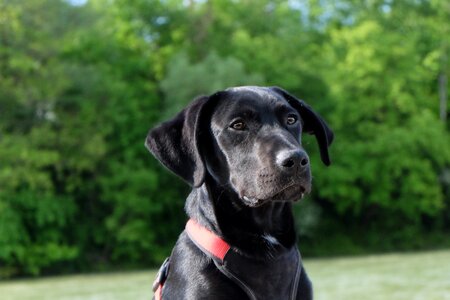 Young dog puppy wanted