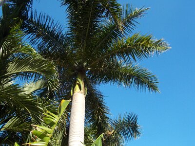 Fronds florida fort lauderdale photo