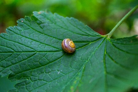 Snail close up shell