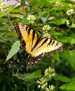 Papilio glaucus butterflies colorful photo
