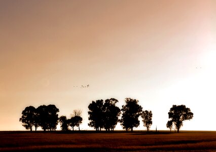 Trees silhouette