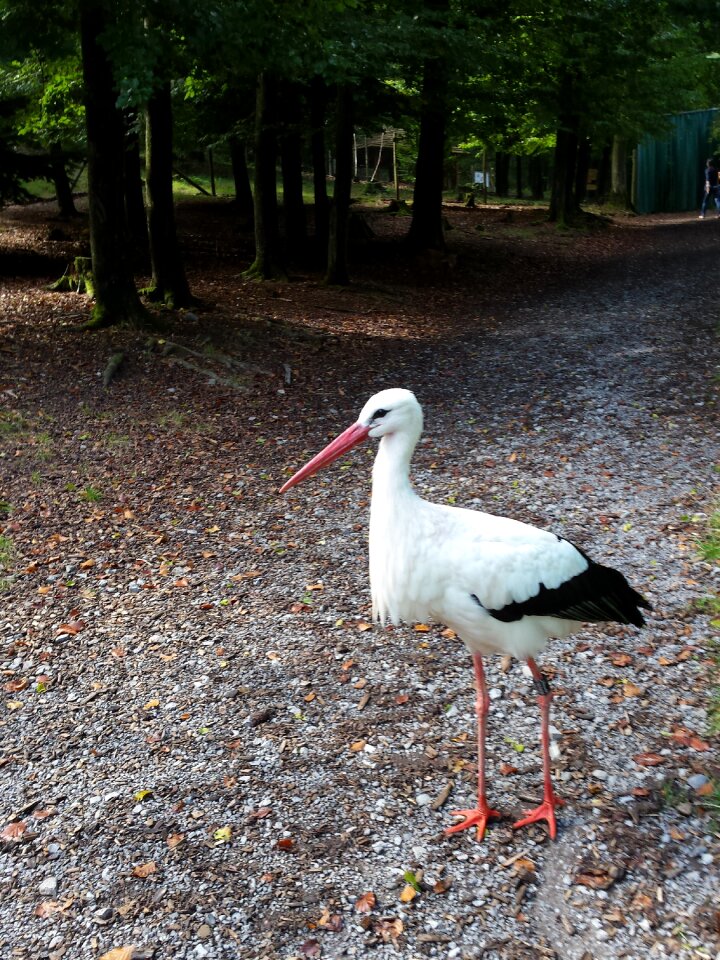 Stork wildlife park bird