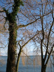 Lake tree landscape photo