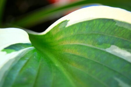Leaf variegated foliage