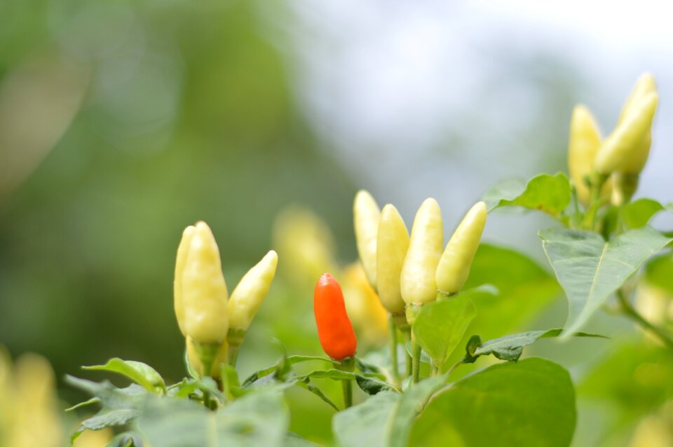 Paper spice vegetables