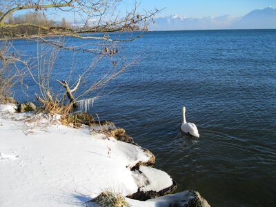 Landscape swan snow