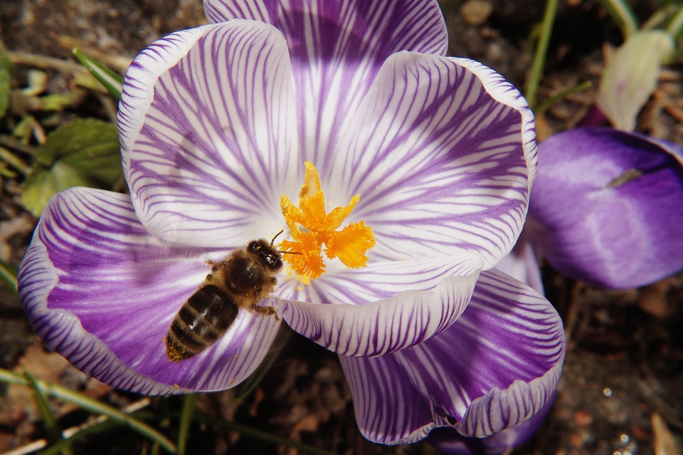Bloom close up bee