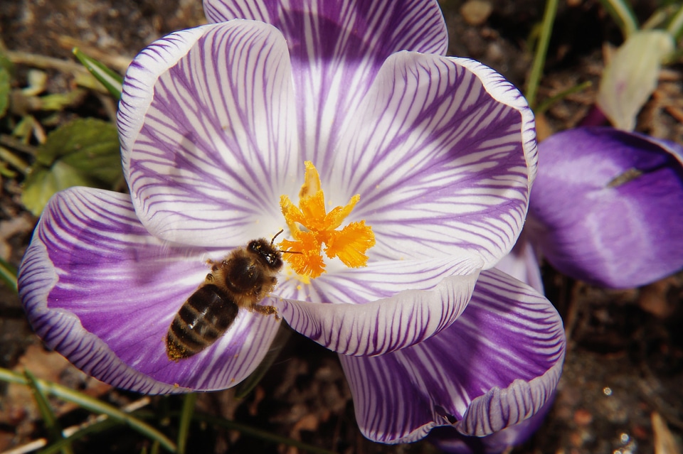 Bloom close up bee photo