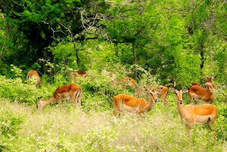 Antelopes wild savannah photo