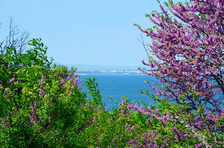 Sea burgas sarafovo