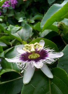Flower passion fruit flowers