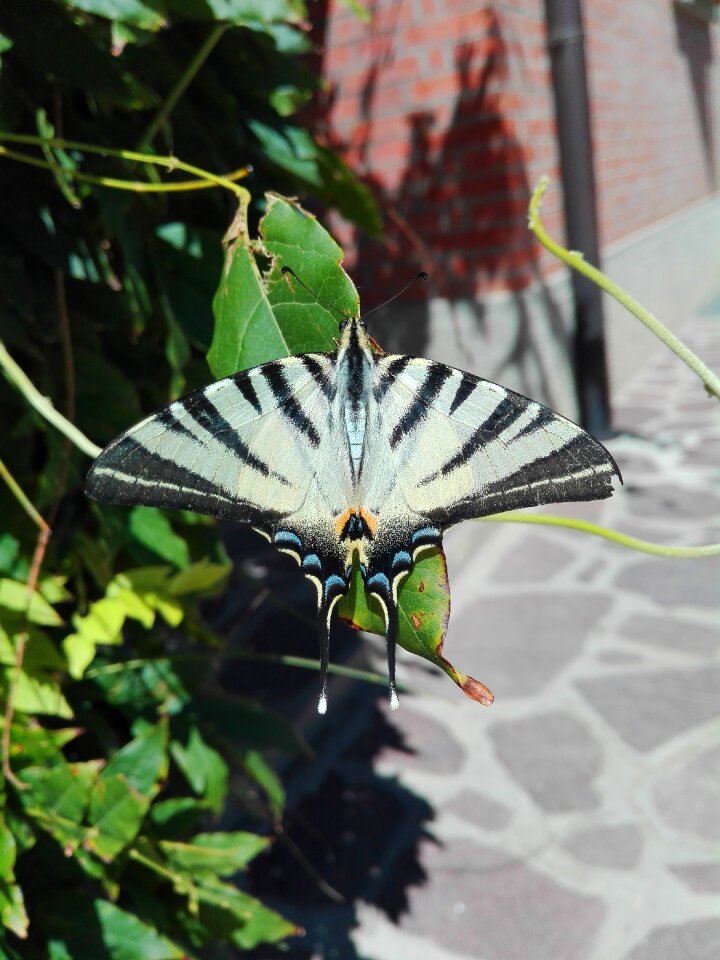 Moth papilionidae fly
