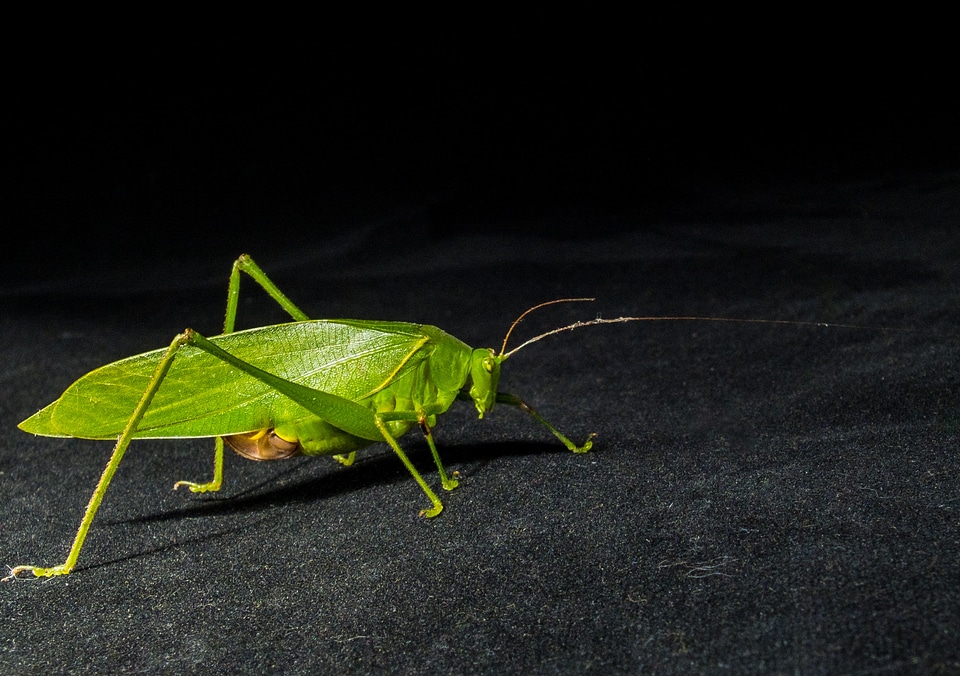 Insect close up green