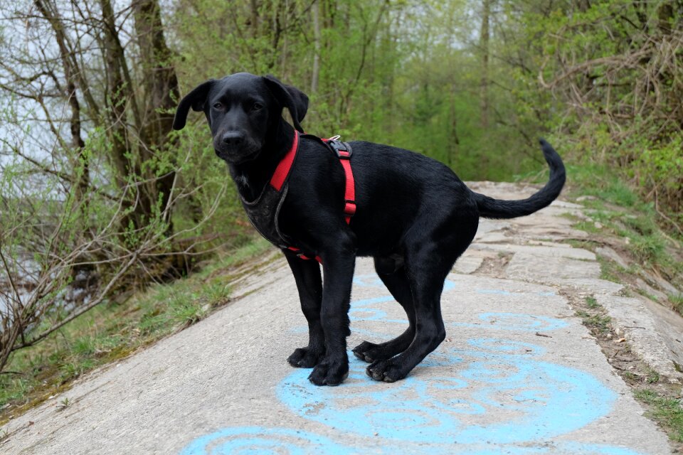 View puppy young dog