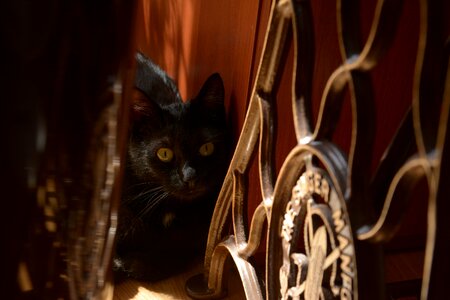 Kitty cat's eyes domestic cat