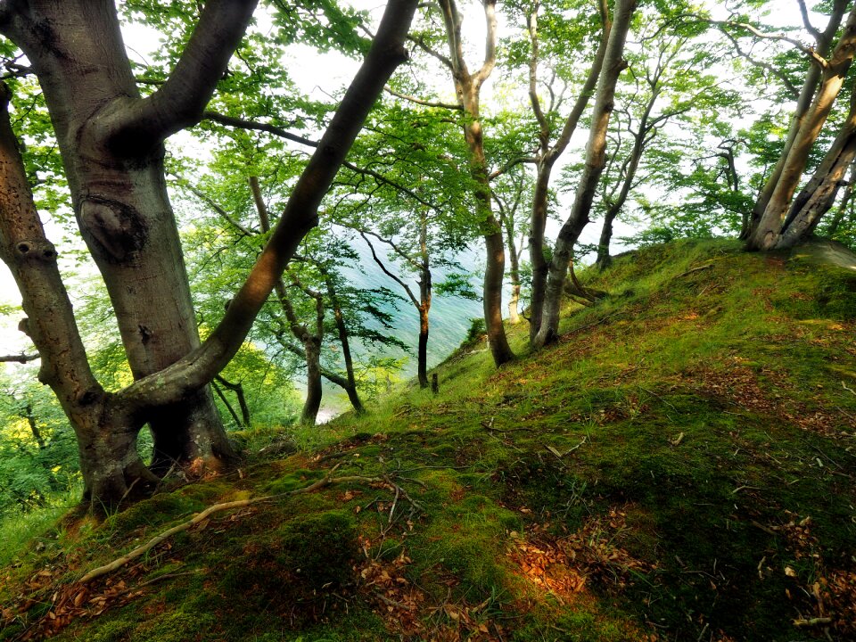 White cliffs beech wood beach