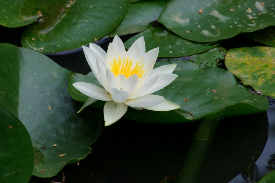 Blossom bloom pond