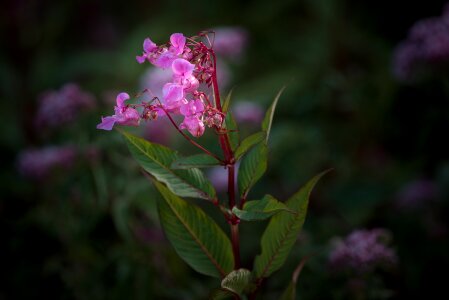 Impatiens glandulifera indian springkraut red spring herb