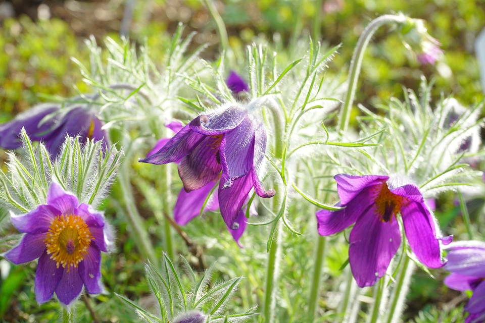 Stalk leaves pulsatilla vulgaris