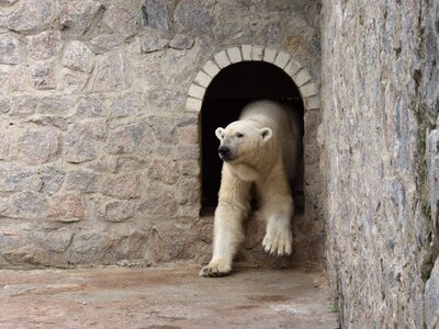Animals wild animals wild animal